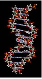 DNA1.jpg